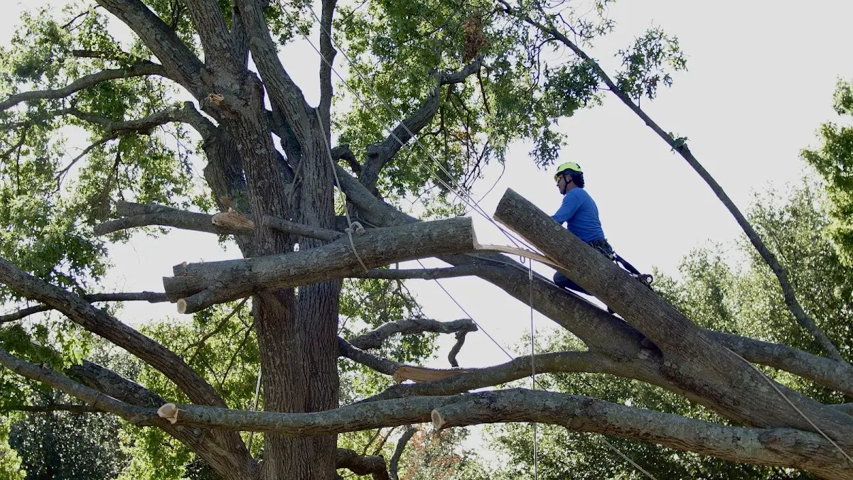 Professional Hazardous Tree Removal performed by certified arborists in Alberta